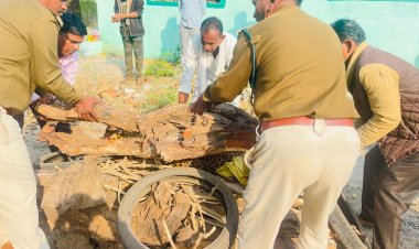 मृत अवस्था में तालाब के किनारे मिला तेंदुए का शव का वन विभाग ने करवाया पोस्टमार्टम फिर किया अंतिम संस्कार मस्तिष्क संबंधी वायरल बीमारी से हुई थी तेंदुए की मृत्यु