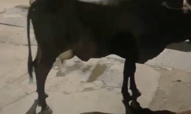 वार्ड 24 का ओझाखाली क्षेत्र बना तबेला, लोगों के घरों के ही डेरा लगाए बैठ गए आवारा पशु, निगम की कार्रवाई केवल सूचना पत्र जारी करने तक की