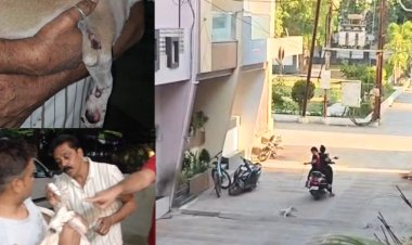 रतलाम में इंसानियत शर्मसार: स्कूटी के पीछे बांधकर पिल्ले को घसीटा, दो महिलाओं पर FIR दर्ज