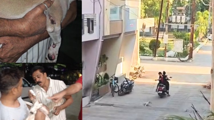 रतलाम में इंसानियत शर्मसार: स्कूटी के पीछे बांधकर पिल्ले को घसीटा, दो महिलाओं पर FIR दर्ज